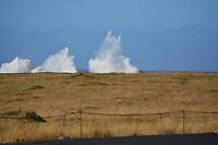 DSC_0600