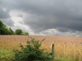 Graan, grijs, mooi
