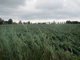 Maïs, heel veel schade.