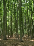 Zon, bomen, licht.