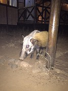 Georgina, the Bush pig