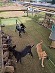 Puppy's