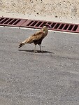 Caracara (ook wel warawara); hoort bij valkachtigen