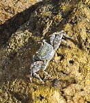 De zandkrab