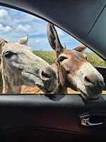 Donkey Sanctuary; heel nieuwsgierig zijn ze