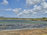 Flamingo's in overvloed