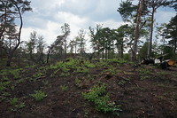 Soesterduinen. Begin dit jaar was er brand.
