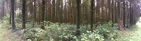 Belgische Ardennen. Veel bomen. Heel veel bomen.