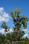 Maretak. Niet best voor de boom.