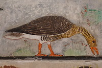 In het museum een prachtige collectie Egypte. Een gans oude gans: 4.000 jaar kakelvers.