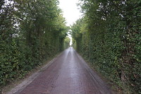 Walcheren dwars oversteken leverde een verrassing op: huizenhoge meidoornhagen.