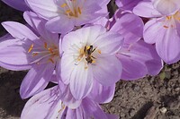 Herfsttijloos in de botanische tuin bij het Residentzschloss in Münster