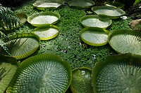 Victoria amazonica