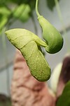 Braziliaanse pijpbloem, van opzij