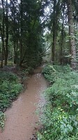 De regen heeft alle beken in het bos tot leven gewekt