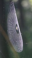 Het lijkt wel herfst. High tech web.