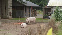Zo kan het ook. Een keuterboer, maar niet arm. Een mooi boeltje met scharrelende varkens.