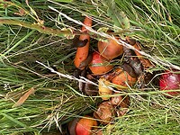 We zagen wat weggegooid groente en fruit. De slakken vonden dat niet erg…