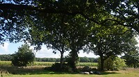 Hunebed D2 in Westervelde.