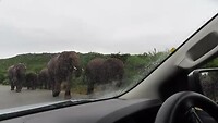 Olifanten langs de auto