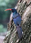 Wood Hoopoe