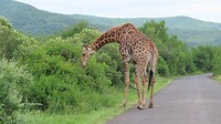 Giraffe