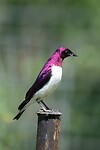 Violet-backed Starling