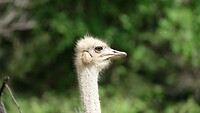 Struisvogel close-up