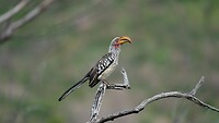 Neushoornvogel