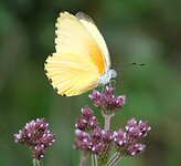 vlinder
