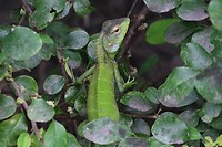 Kameleon