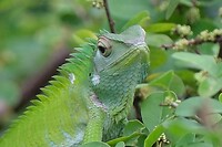 Kameleon