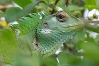 Kameleon