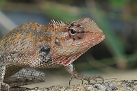 Hagedis