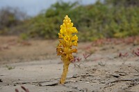 Yellow Desert Hyacinth