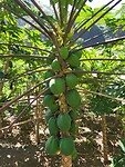 Papayas