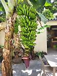 Bananen