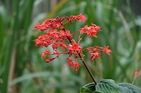 Bloemen