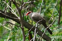 Sint Helena fazantje (waxbill)