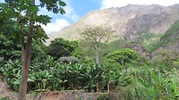 Baobab boom
