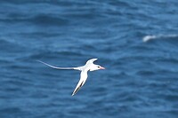 Keerkringvogel