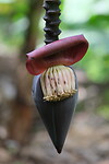 Bananenbloem