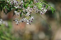 Bloemen