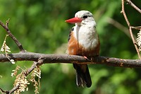 Grijskopijsvogel