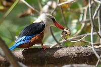 IJsvogel