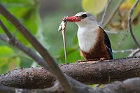 IJsvogel met hagedis