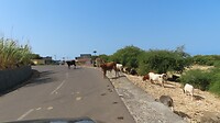 Koeien op de weg