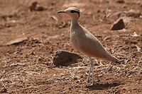 Renvogel (Cream-coloured Courser)