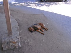 slapende hond, niet wakker maken.