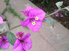 IMG_1026
